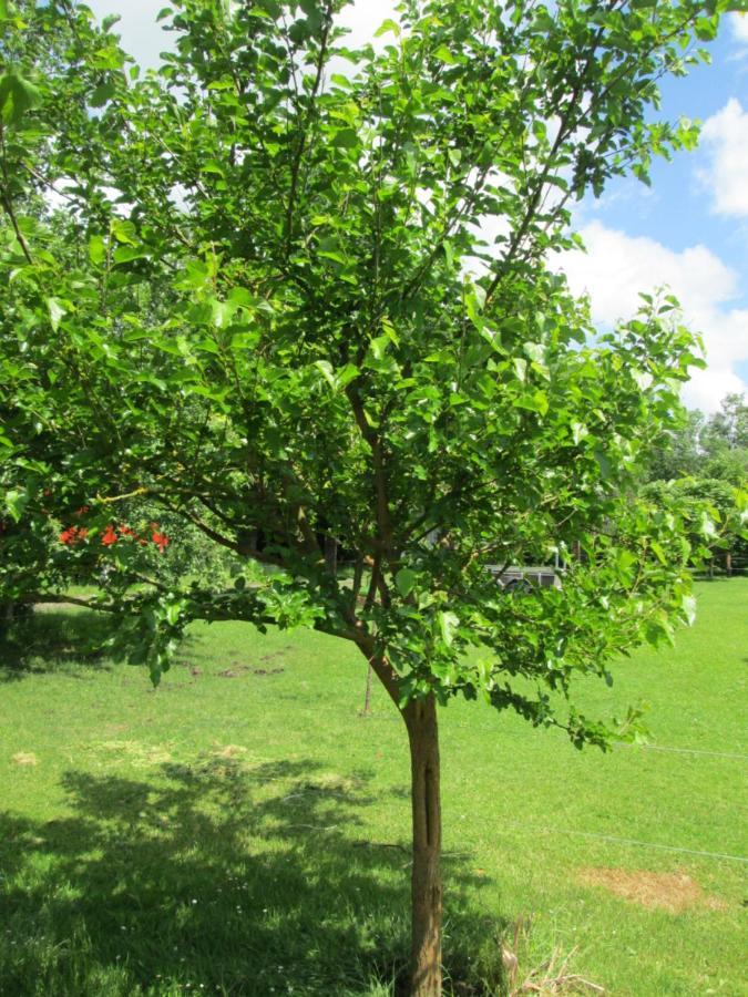 Florennes Gite Neuf 150 M2 Devant Un Grand Lac Prive De 2 Hectares Poissonneux Au Milieu Des Bois Exteriör bild